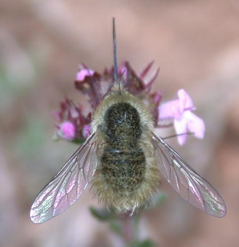 Bombylius sp.