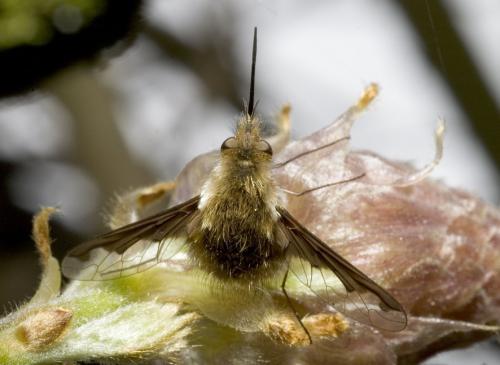 Bombylius major