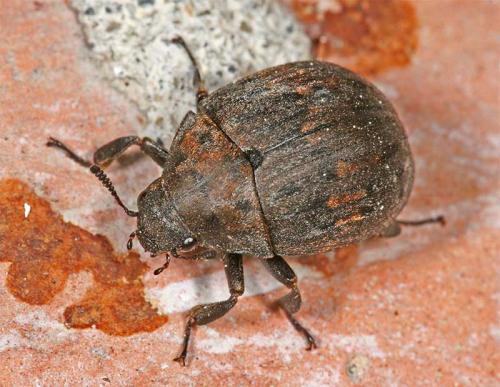 Byrrhus sp.
