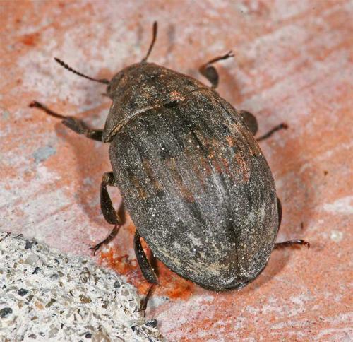 Byrrhus sp.