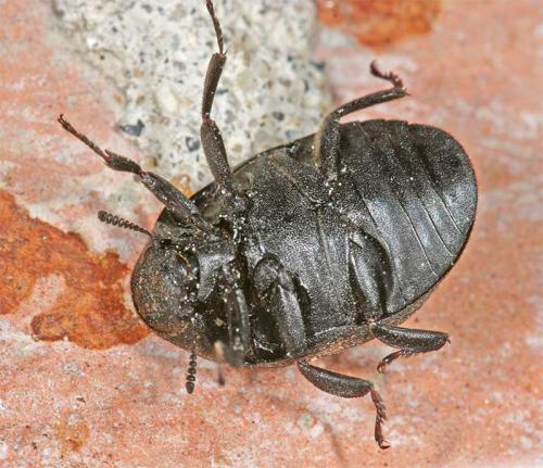 Byrrhus sp.
