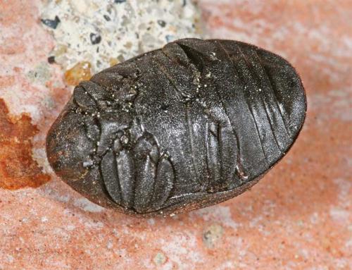 Byrrhus sp.