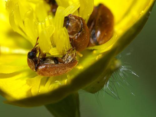 Byturus ochraceus