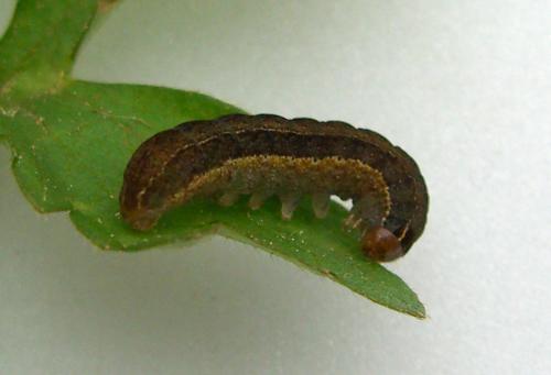 Réf. 8 913 : Conistra ligula
