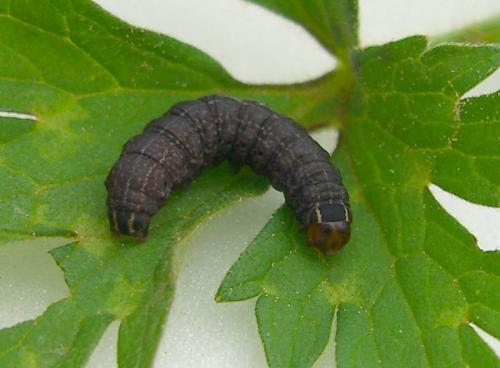 Réf. 8 912 : Conistra intricata