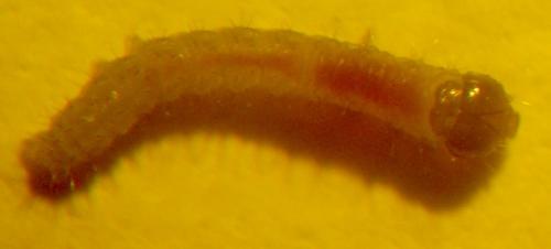 Réf. 8 959 : Conistra intricata
