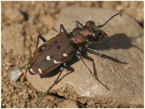 Réf. 8 142 : Cicindela maroccana pseudomaroccana