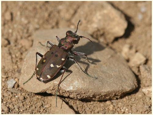 Réf. 8 141 : Cicindela maroccana pseudomaroccana