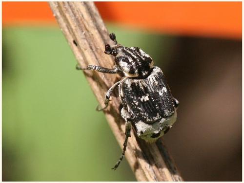 Valgus hemipterus