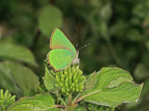 Callophrys rubi