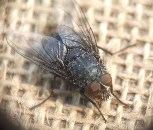 Calliphora vicina
