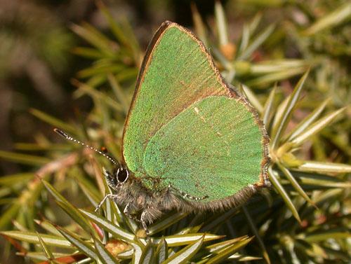 Réf. 8 353 : Callophrys rubi