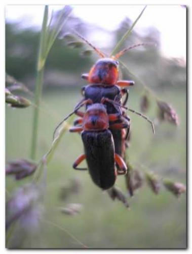 Réf. 8 901 : Cantharis rustica