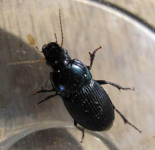 Harpalus dimidiatus