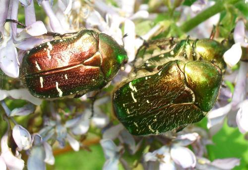 Réf. 8 469 : Cetonia aurata aurata