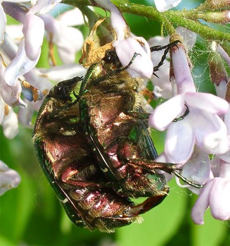 Réf. 8 472 : Cetonia aurata aurata