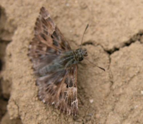 Réf. 8 729 : Carcharodus alceae