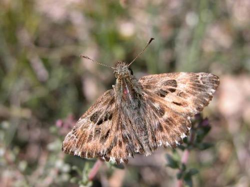 Réf. 8 728 : Carcharodus alceae