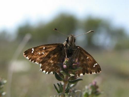 Réf. 8 730 : Carcharodus alceae