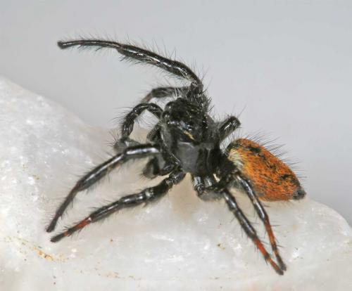 Réf. 8 557 : Carrhotus xanthogramma
