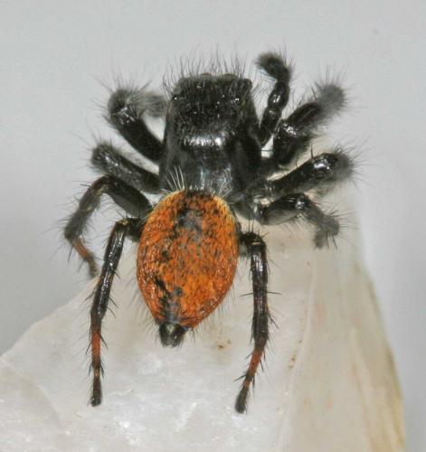 Réf. 8 558 : Carrhotus xanthogramma