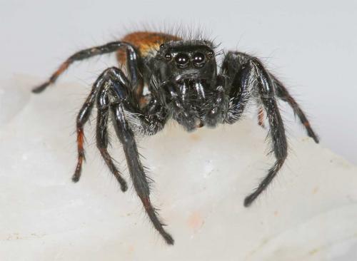 Carrhotus xanthogramma
