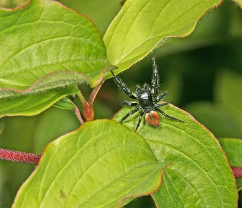 Carrhotus xanthogramma
