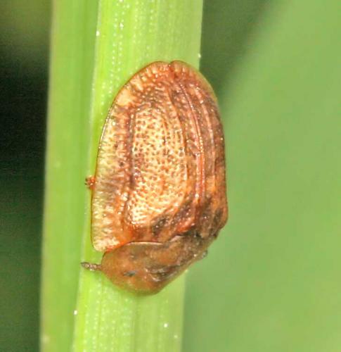 Réf. 8 103 : Hypocassida subferruginea