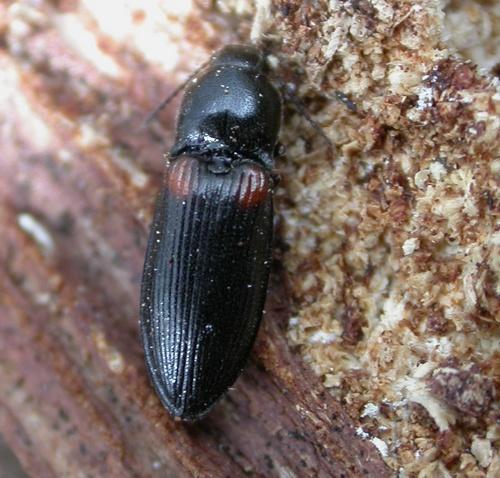 Calambus bipustulatus