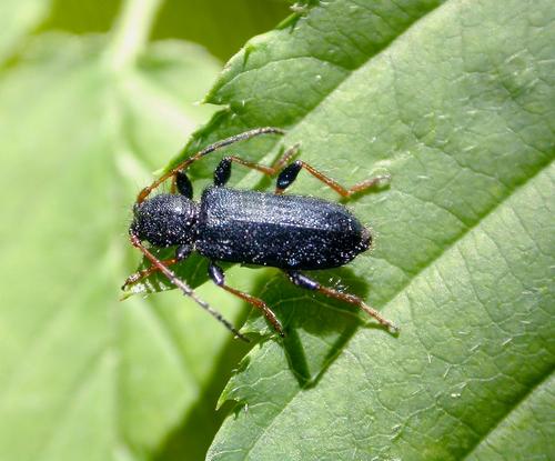Réf. 8 611 : Poecilium rufipes
