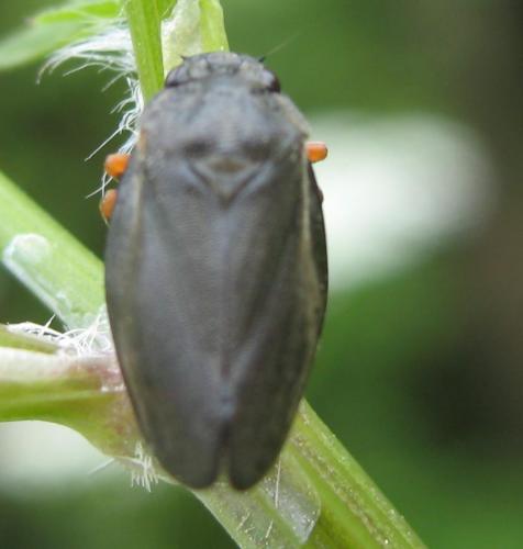 Réf. 8 335 : Cercopis intermedia