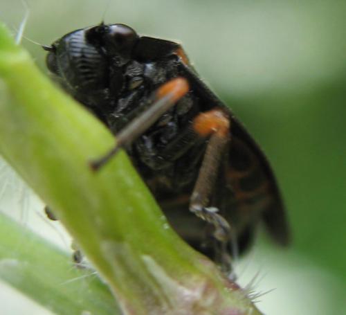 Cercopis intermedia