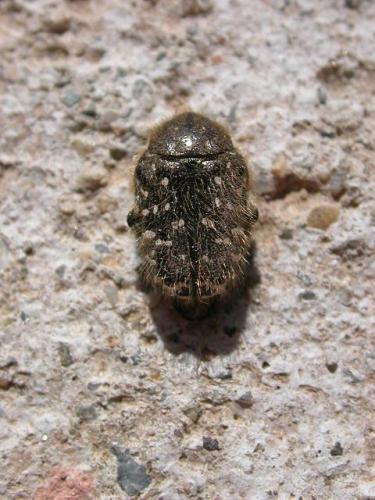 Oxythyrea funesta