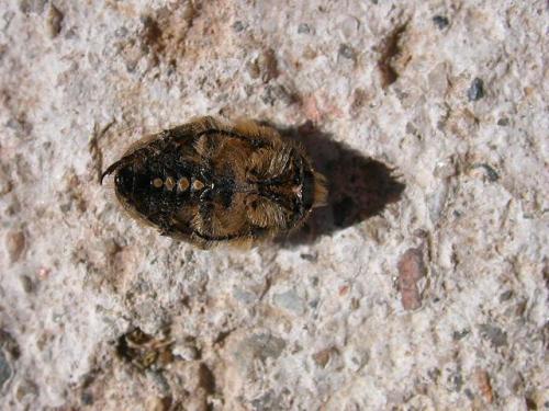 Oxythyrea funesta