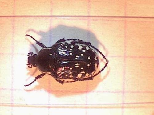Réf. 8 375 : Oxythyrea cinctella