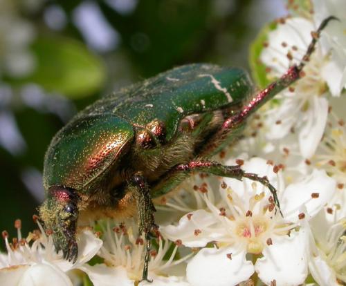 Cetonia aurata aurata