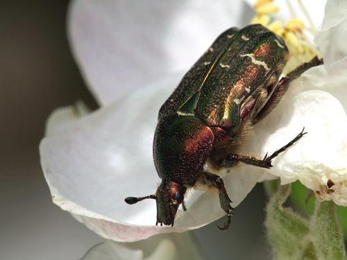 Réf. 8 370 : Cetonia aurata aurata