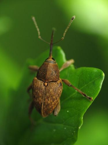 Curculio sp.