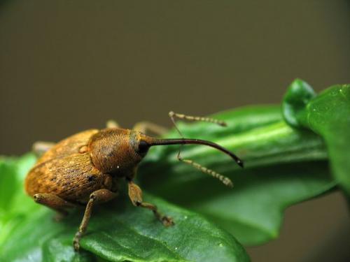Réf. 8 369 : Curculio sp.