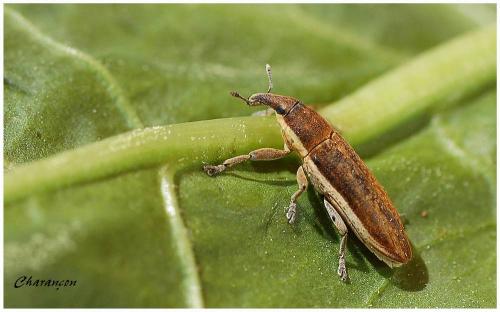 Réf. 8 149 : Lixus sp.