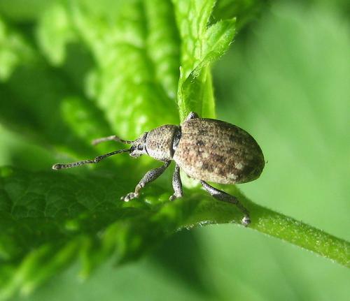 Réf. 8 966 : Peritelus sphaeroides