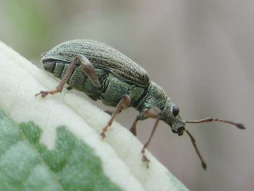 Réf. 8 978 : Phyllobius sp.