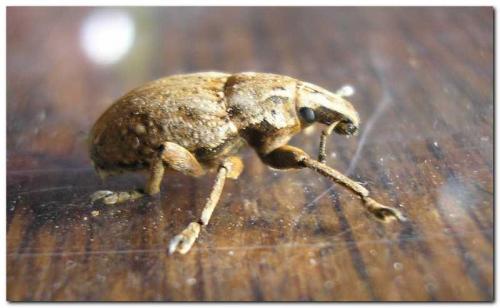 Leucophyes occidentalis
