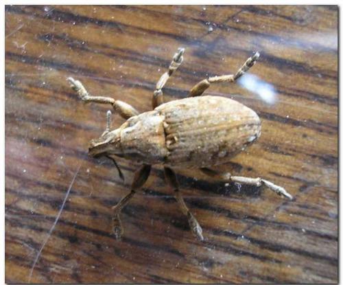 Leucophyes occidentalis