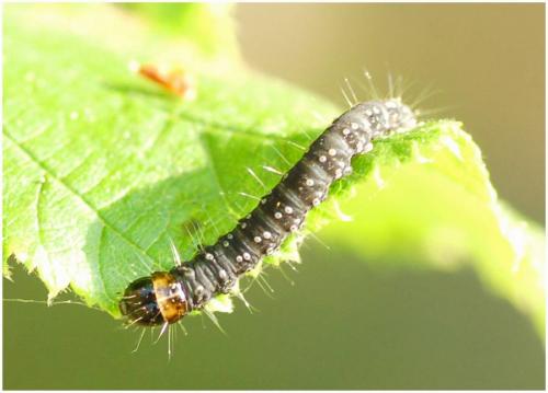 Earophila badiata