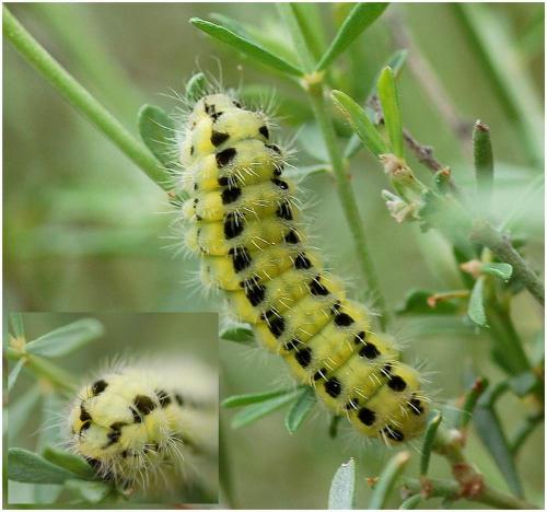 Zygaena sp.
