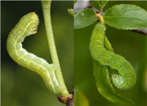 Réf. 8 261 : Epirrita dilutata