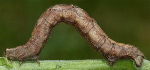 Réf. 8 639 : Alcis repandata
