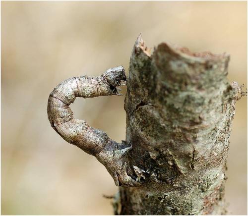 Réf. 8 516 : Crocallis elinguaria