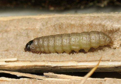 Myelois circumvoluta